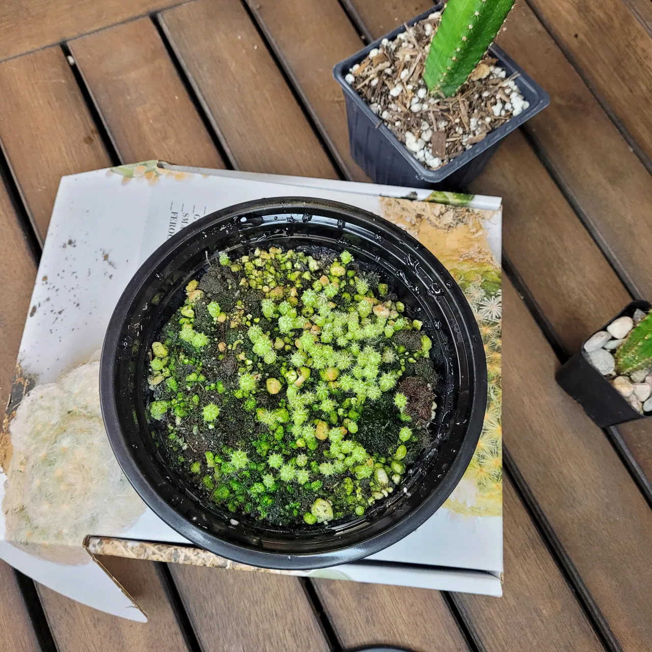 Cactus seeds collection photograph