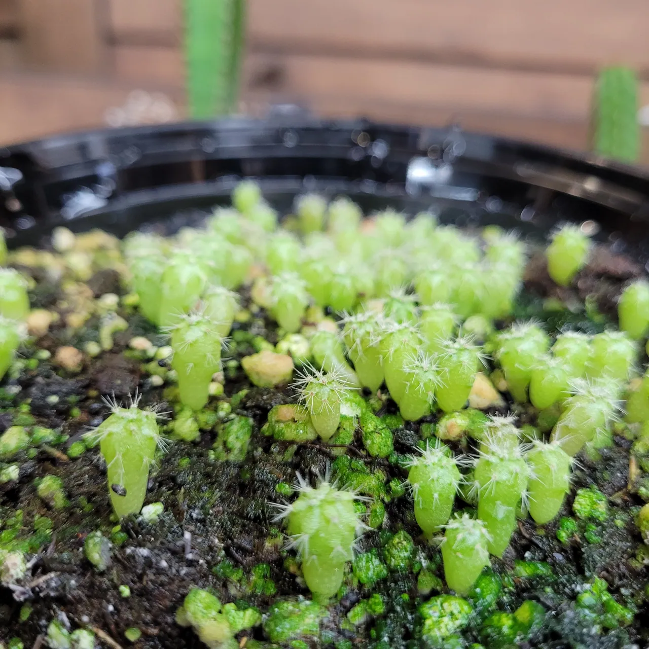 Real cactus seedlings growing together in a propagation pot