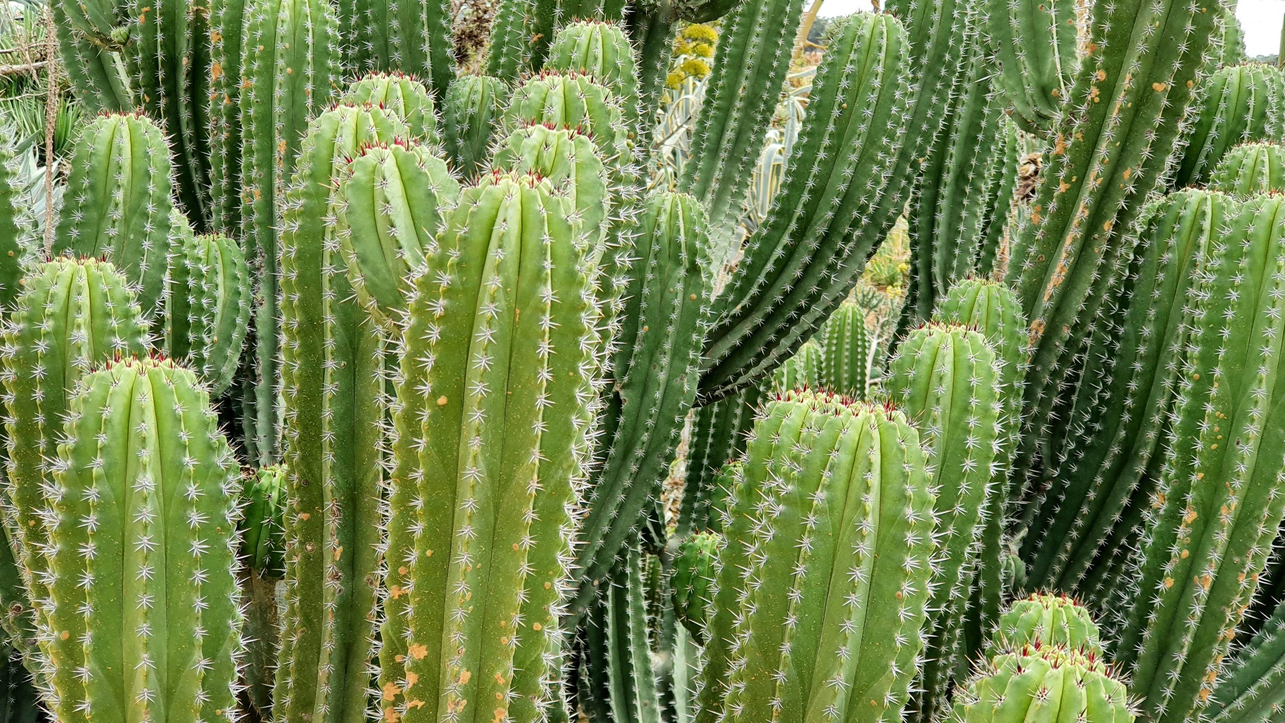 trichocereus  cactus